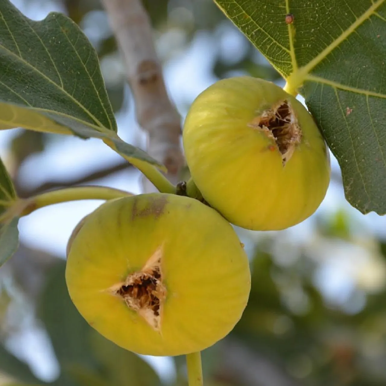 Sarı Lop