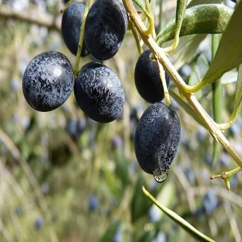 Gemlik (Trilye)